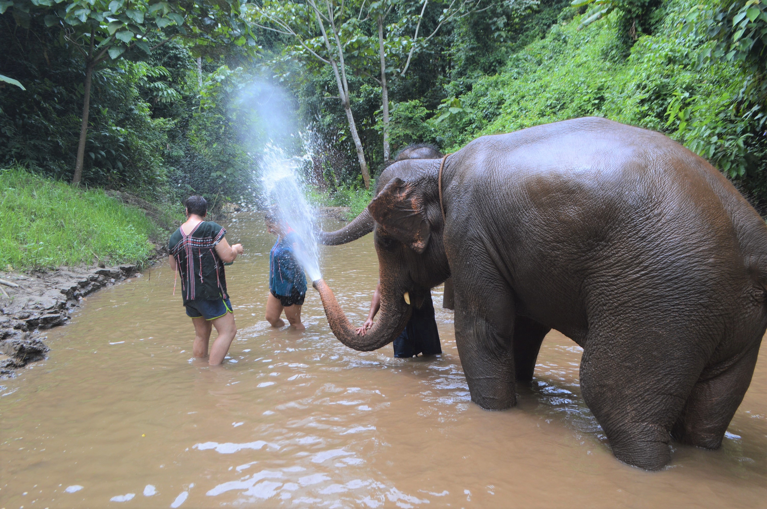 elephant jungle trek